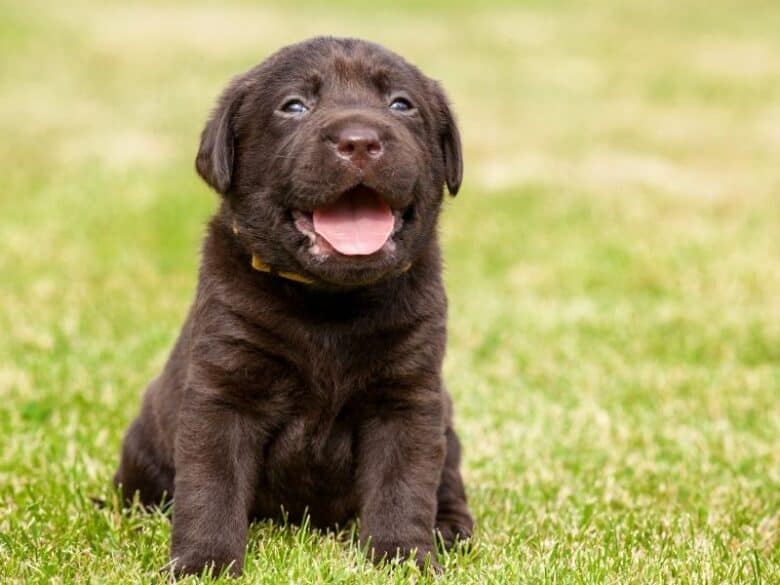 What Should You Expect from an 8 Week Old Puppy? - LabradorTrainingHQ What Should You Expect From An 8 Week Old Puppy? - Labradortraininghq