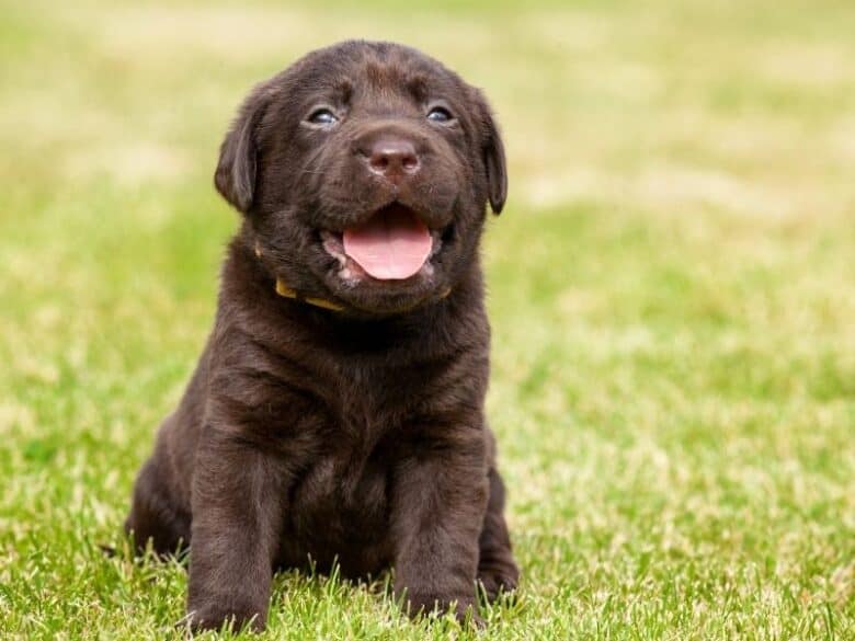 Chocolate Lab puppy