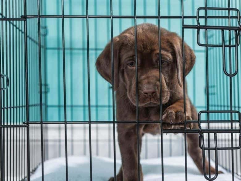 Chocolate Lab puppy pawing at his crate.