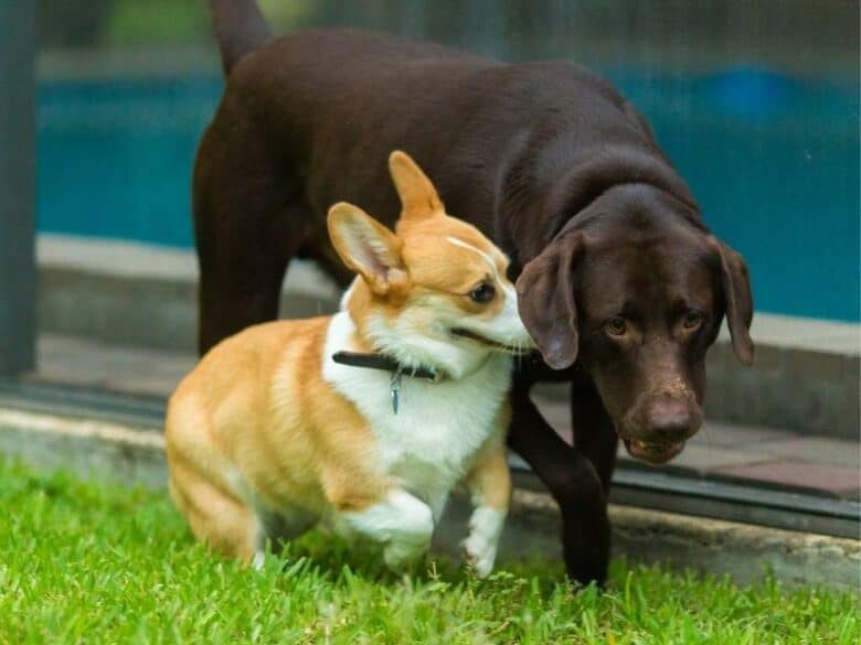 Corgi and Chocolate Lab playing in the grass.