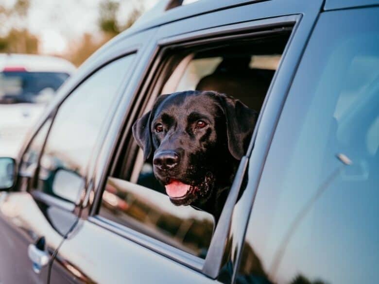 Black Lab sticking his head out the window of a care.