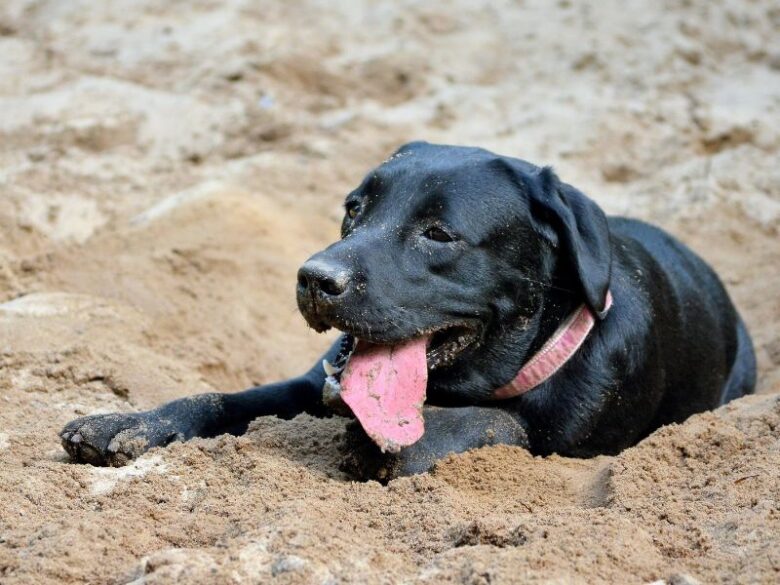 Black lab playing in the sand.