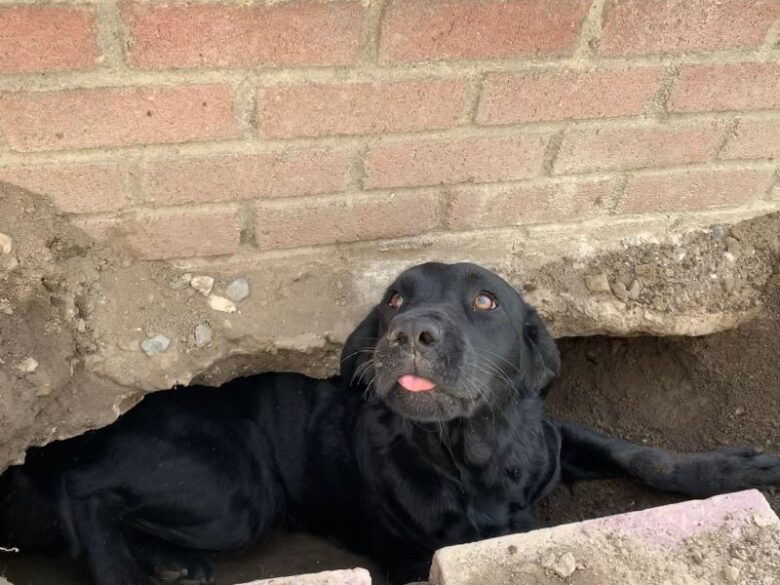 Black lab lying down in hole she dug