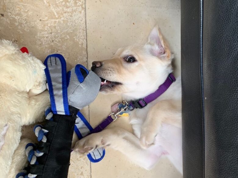 Yellow Labrador Retriever playing with toys