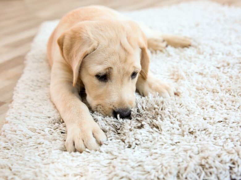 Puppy Scratching Floor Carpet