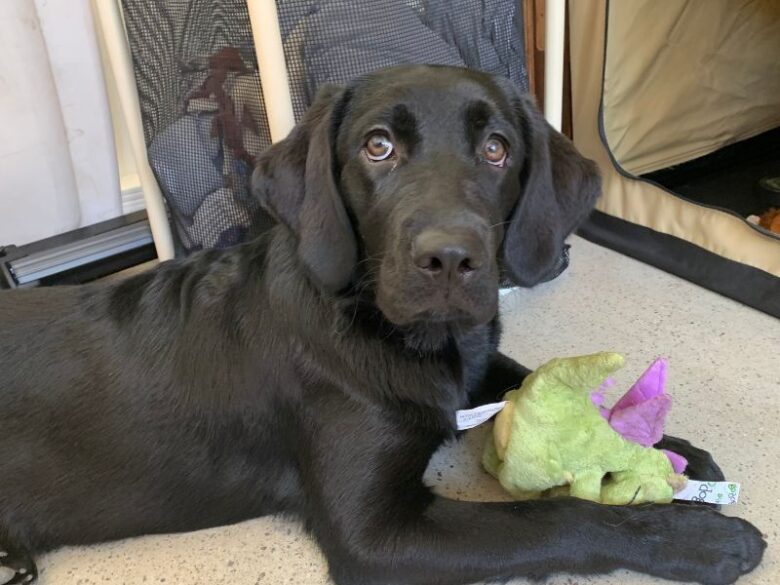 Black Lab in a down stay with dragon plush toy.