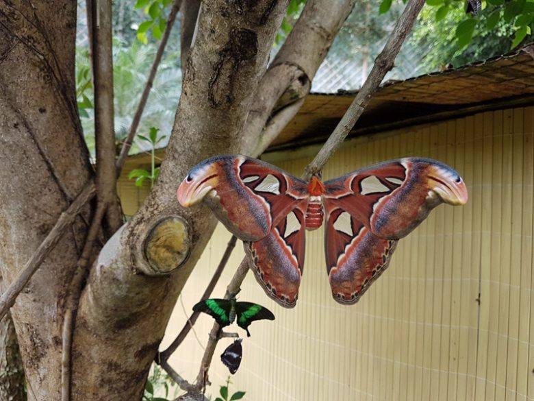 Papiliorama Kerzes