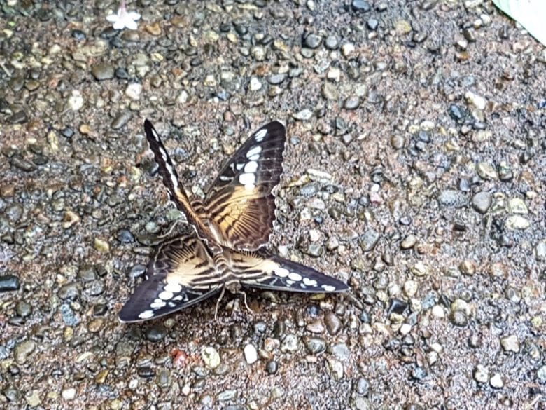 Papiliorama Kerzes