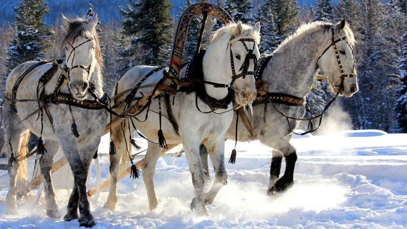 Trio of horses in winter