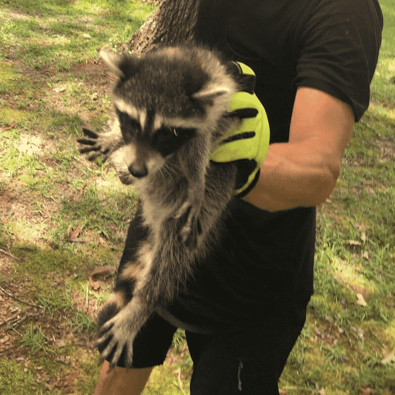 squarepic_4 Chimney Sweep Animal removal