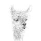 cute alpaca drawing
