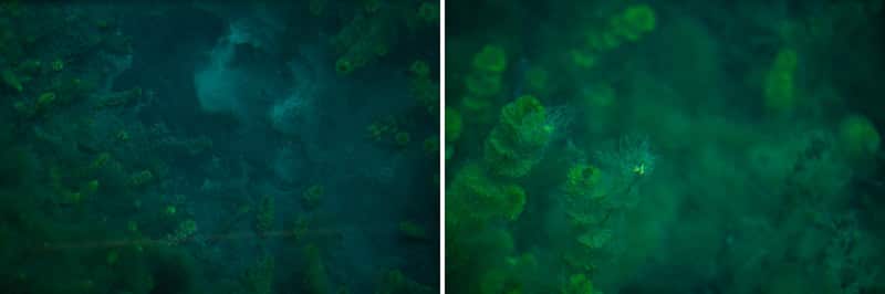 Looking down into the water through the glass bottom boat