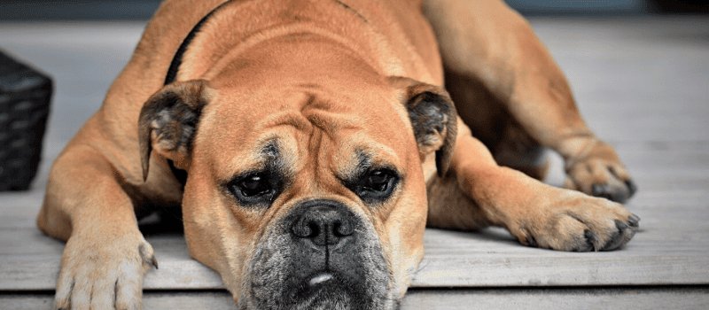 Coronavirus en perros