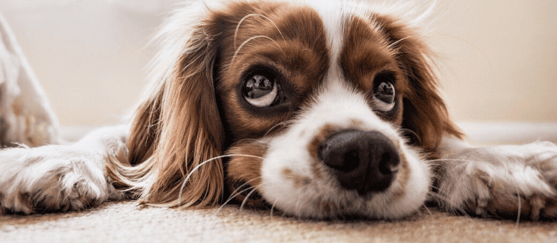 ¿Cómo saber si cortarle el pelo a un perro?