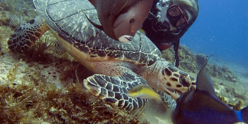 scuba dive