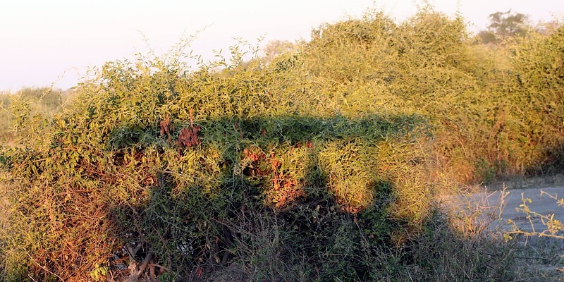 african safari, 5 things, africa, safari, conservation