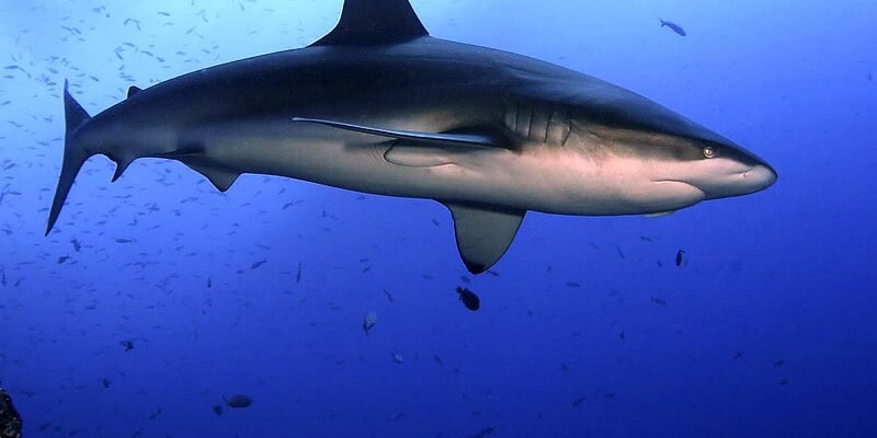 diving, roca partida, travels with tam