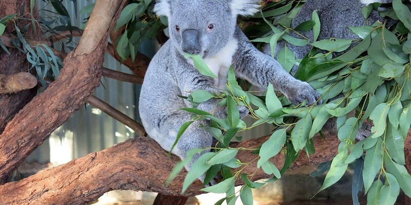 koalas, kangaroos, empty nest