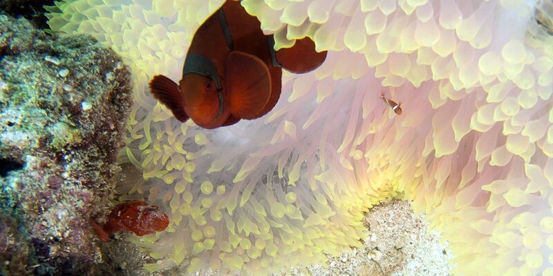 Angel Reef, Satonda, scuba, Arenui