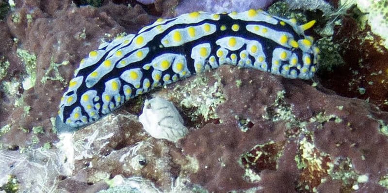 Scuba, diving, Bali