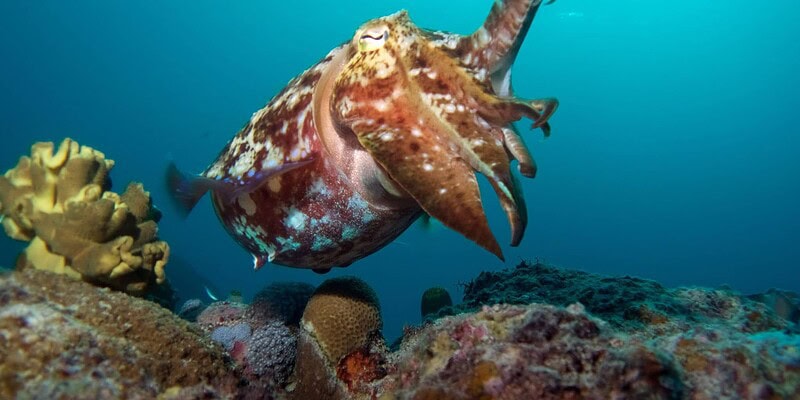 Great Barrier Reef, Spirit of Freedom, Scuba diving Australia