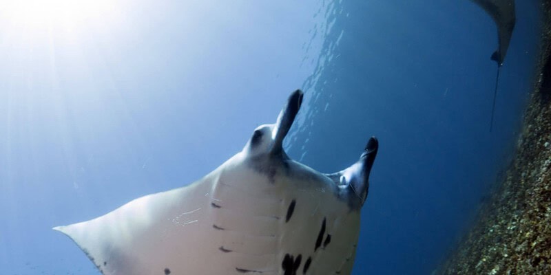 Ray of Hope, Manta Rays, Komodo, Arenui