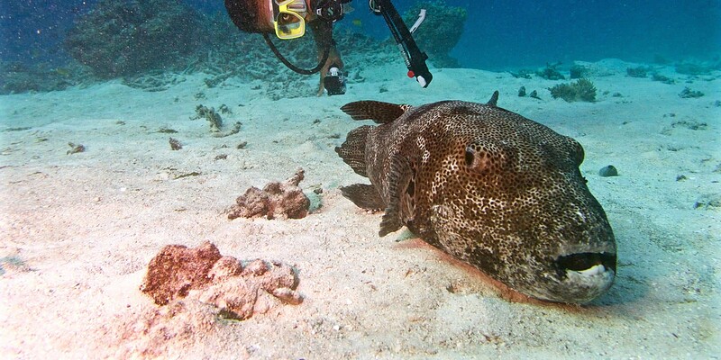 great barrier reef, spirit of freedom, scuba diving