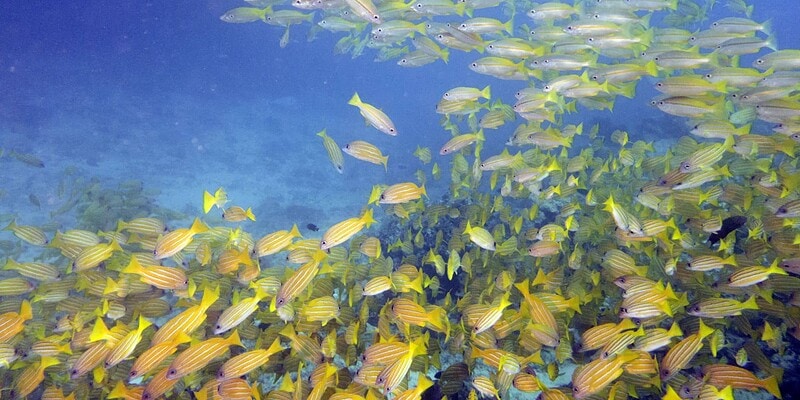 great barrier reef, ribbon reefs, scuba diving
