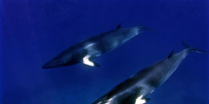 whales, cod hole, great barrier reef, scuba