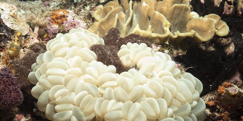 raja ampat, diving, scuba, the arenui