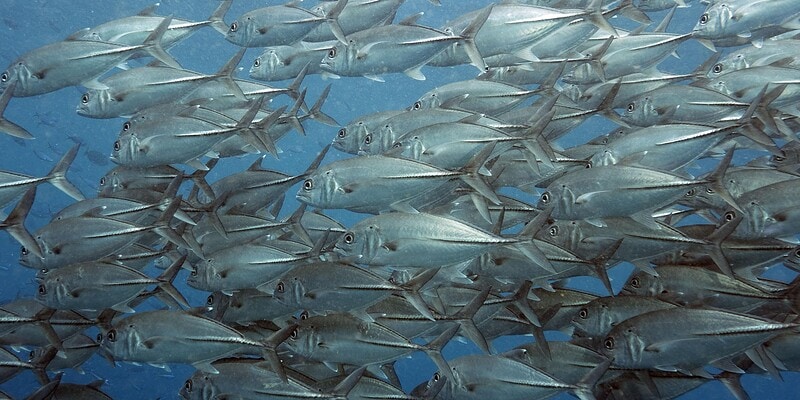 the arenui, raja ampat, indonesia, diving