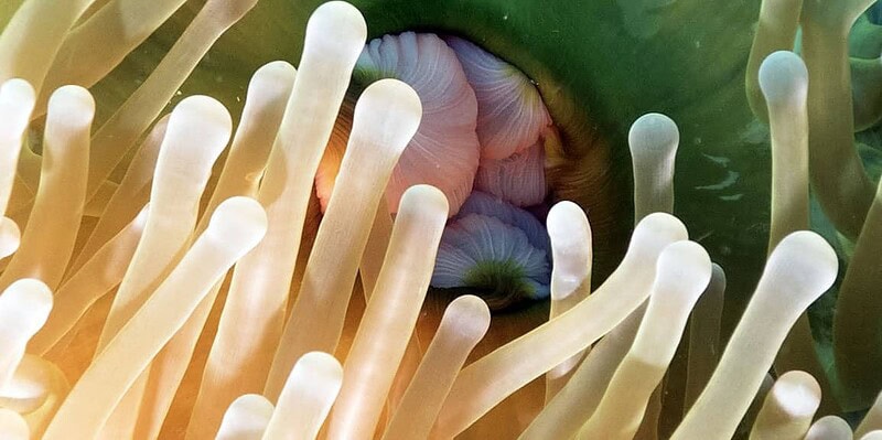 swimmers ear, raja ampat, diving, scuba