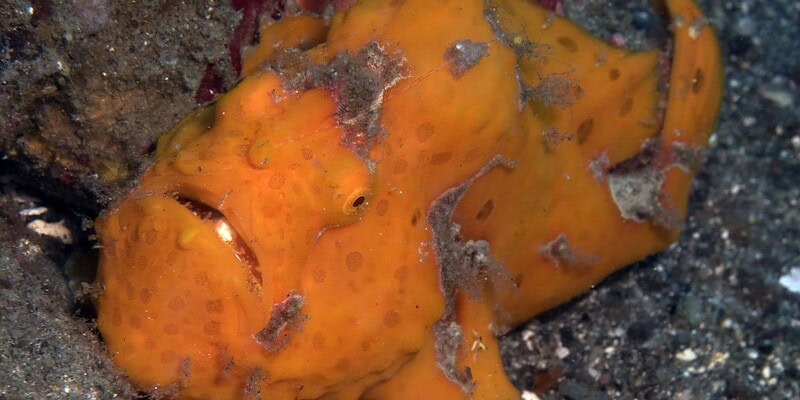 raja ampat, adventure, our planet, diving