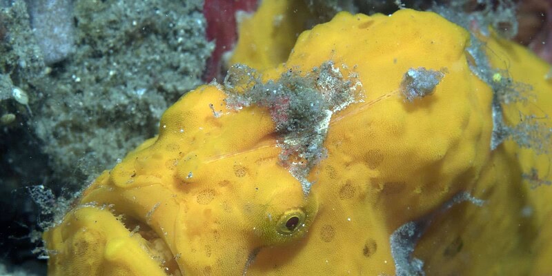 raja ampat, adventure, our planet, diving