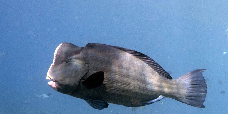 adventure, dampier strait, diving, travel solo