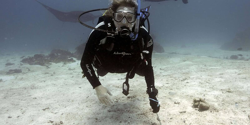 citizen science, diving, scuba, mantas, manta rays