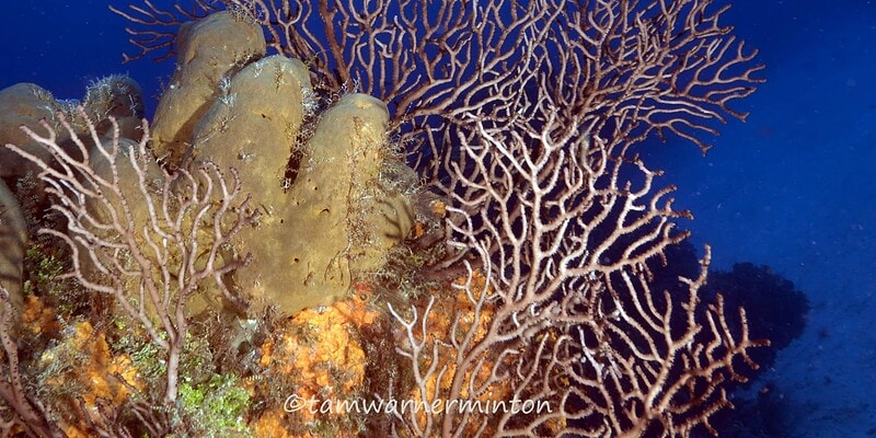 columbia deeps, columbia shallows, cozumel, dive cozumel