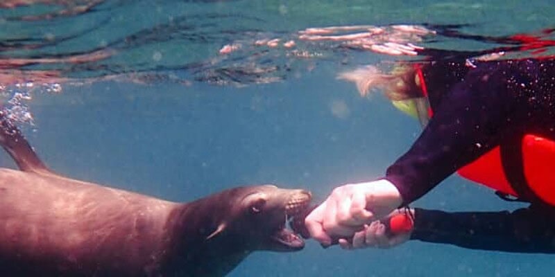 isla espiritu santo, los islotes, sea lions in La Paz, snorkeling in cabo
