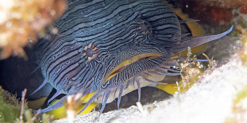 fabulous photo friday returns, fabulous photo friday, fish friends, cozumel
