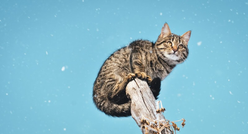 cat stuck on a tree