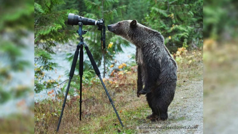 Bear staring at camera