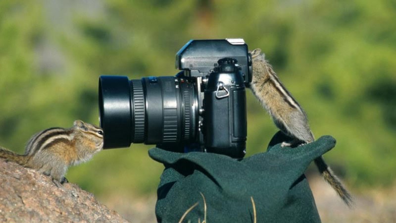 Chipmunks  with camera