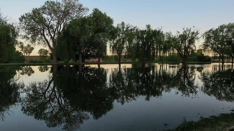 Pond with reflections of weeping willows