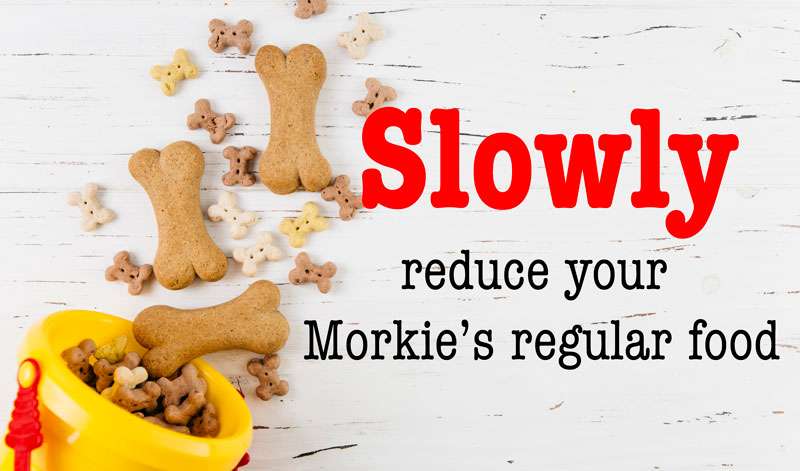slowly reduce your morkie's food