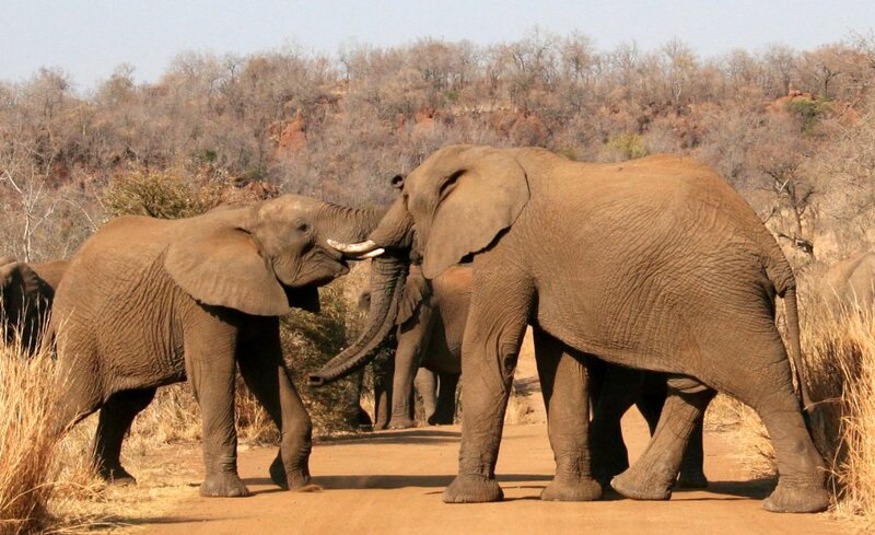 Elephant family