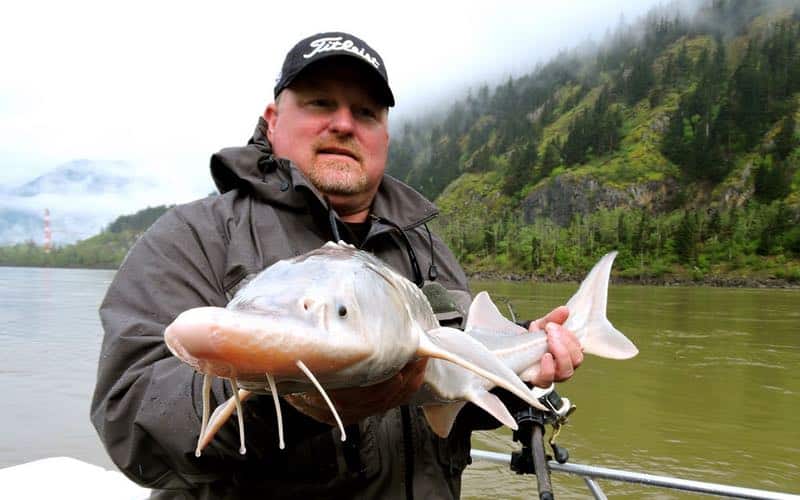 fraser river sturgeon