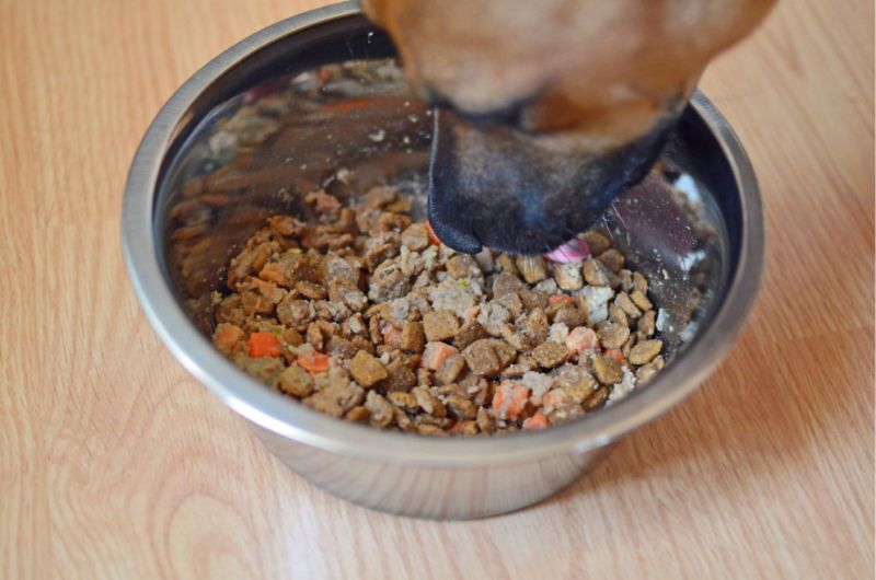 PetPlate makes a great food topper to entice picky dogs to eat!