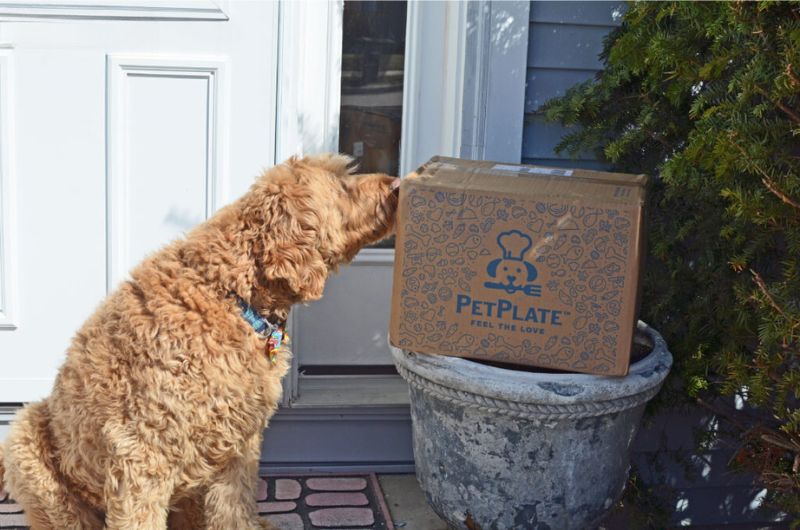 Spencer sniffing out his latest dog food delivery from PetPlate