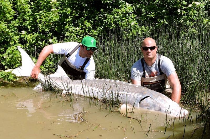 fraser river sturgeon