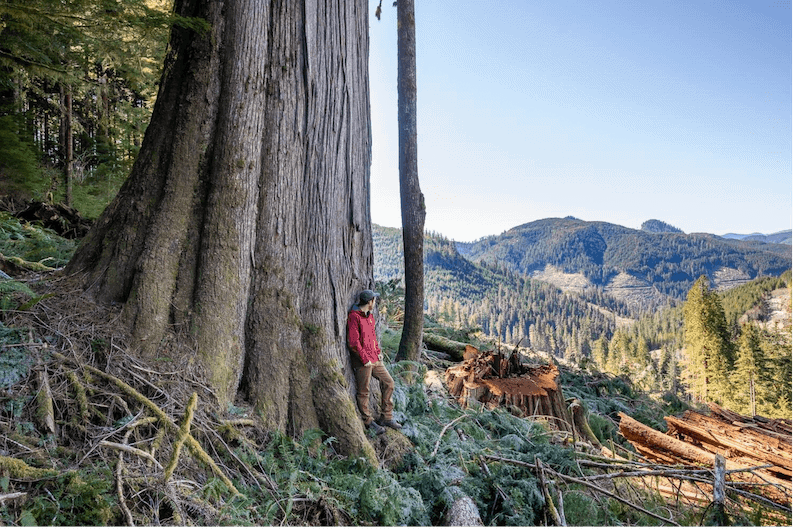 old-growth forests bc